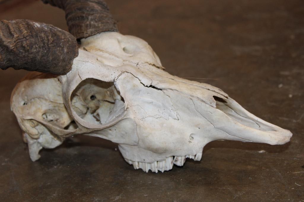 BLACKBUCK Skull with Removable Horns - 4