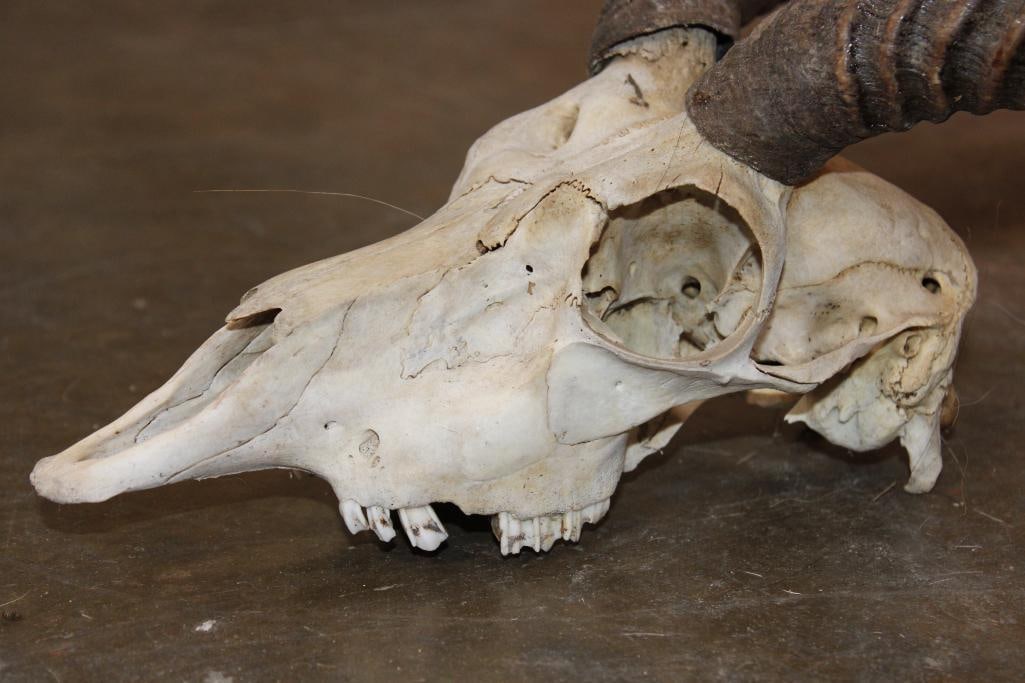 BLACKBUCK Skull with Removable Horns - 6