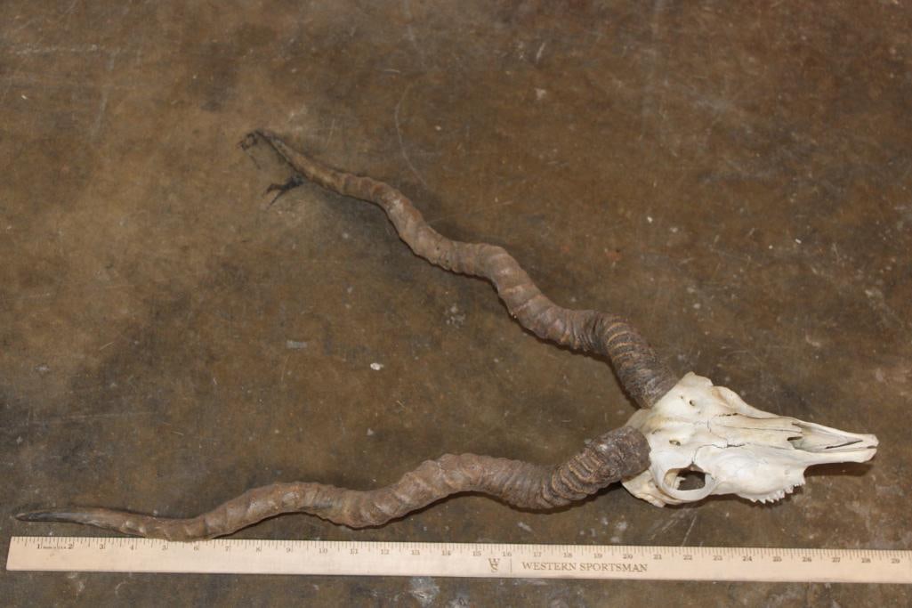 BLACKBUCK Skull with Removable Horns - 7