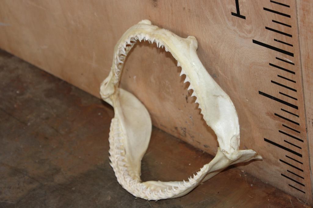 Big Set of SHARK Jaws - 2