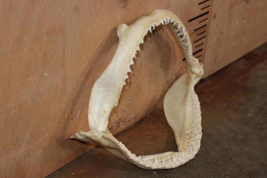 Big Set of SHARK Jaws - 3