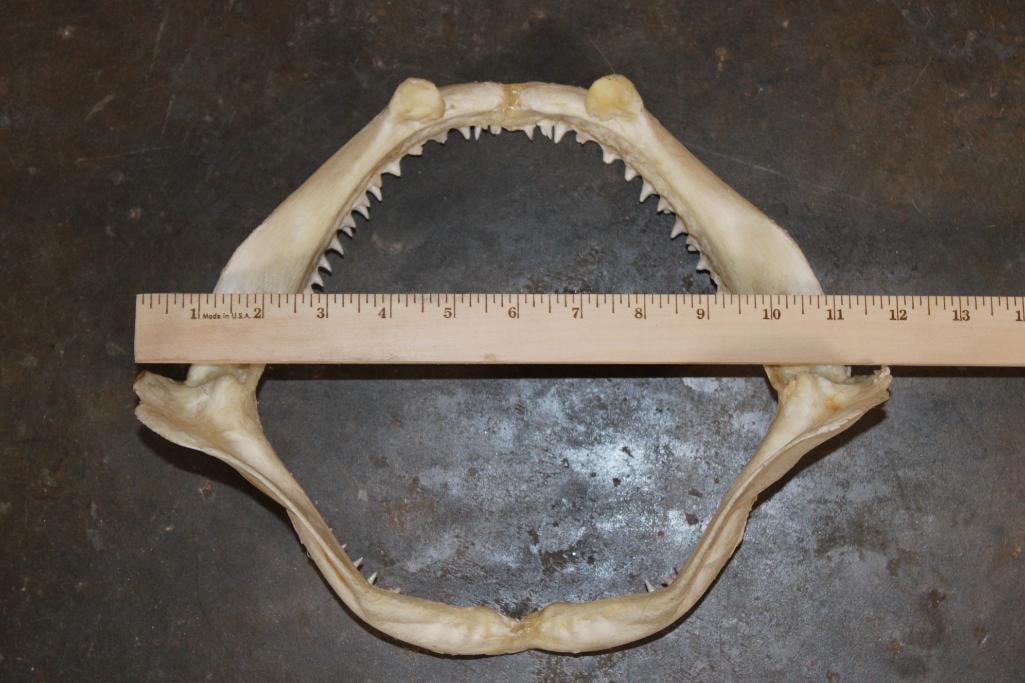 Big Set of SHARK Jaws - 4