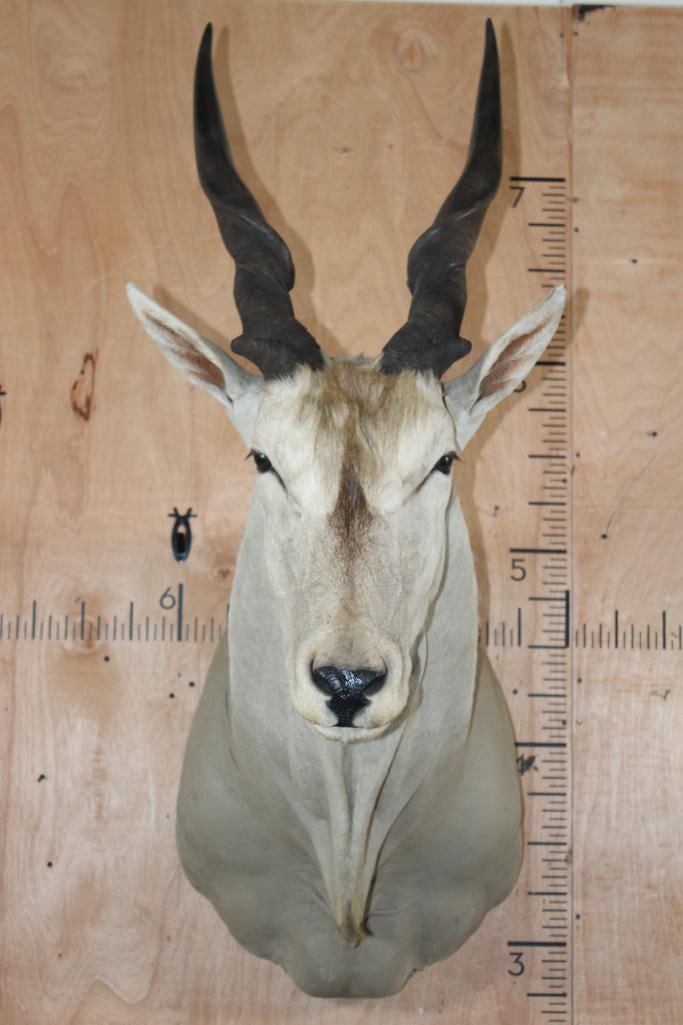 ELAND Shoulder Mount: Nice ELAND Shoulder Mount. The Left Horn measures 31 7/8" around the Spiral Ridge and the Right Horn measures 33 1/8" around the Spiral Ridge. It is in Good Condition. TAXIDERMY 