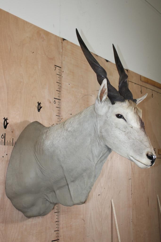 ELAND Shoulder Mount - 2