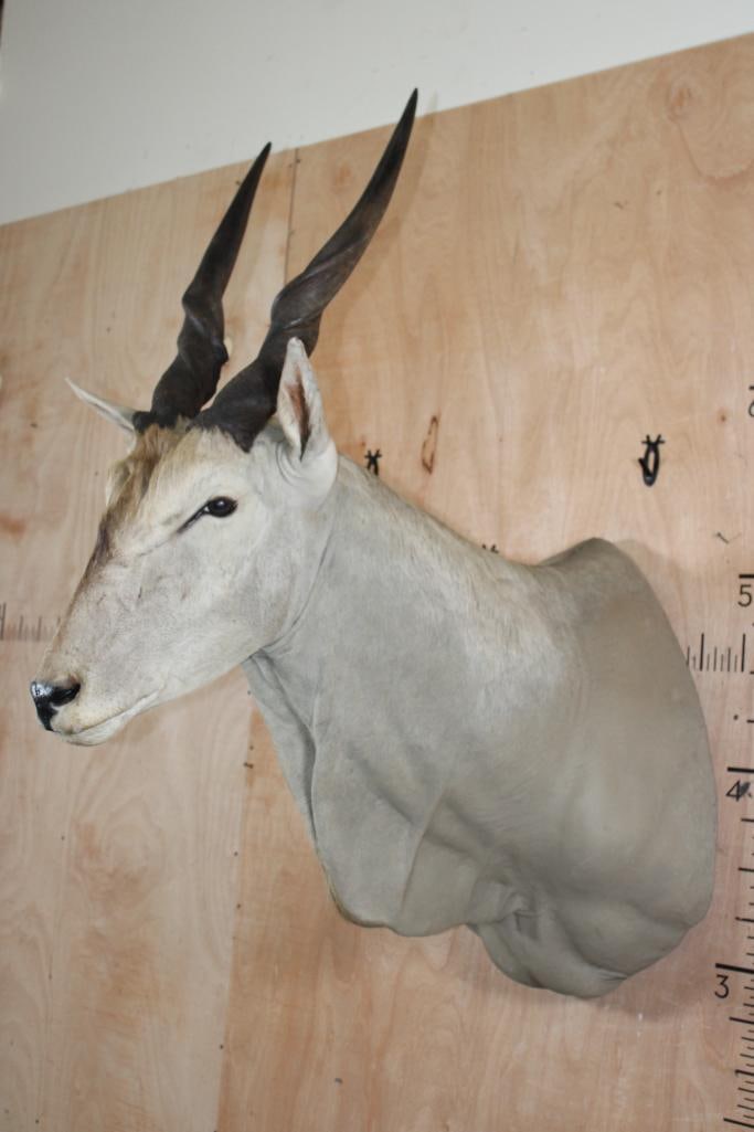 ELAND Shoulder Mount - 3