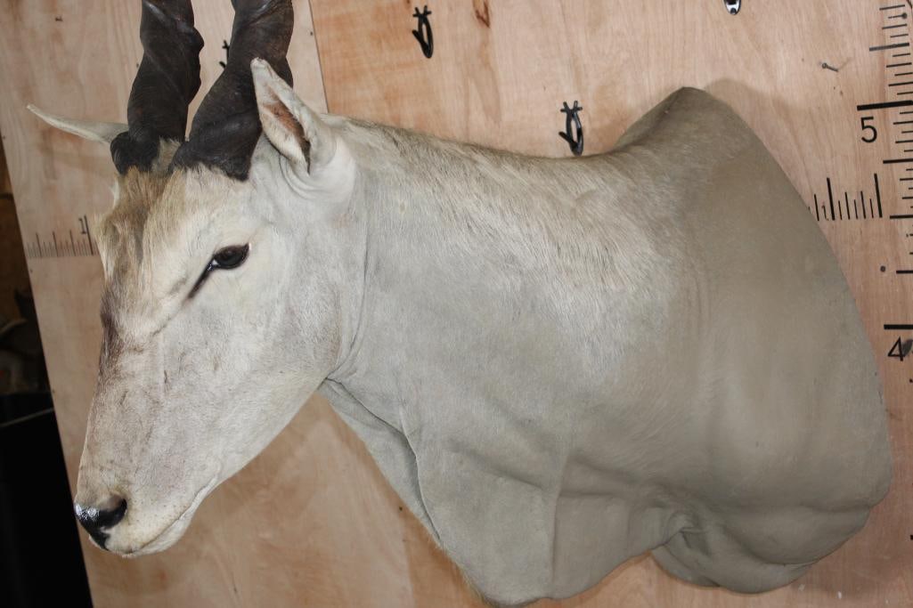 ELAND Shoulder Mount - 4