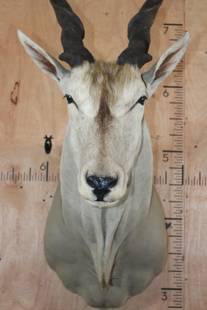 ELAND Shoulder Mount - 5