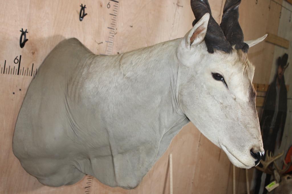 ELAND Shoulder Mount - 6