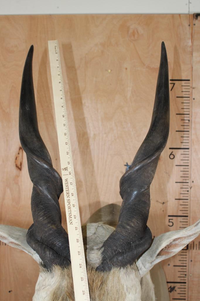 ELAND Shoulder Mount - 8