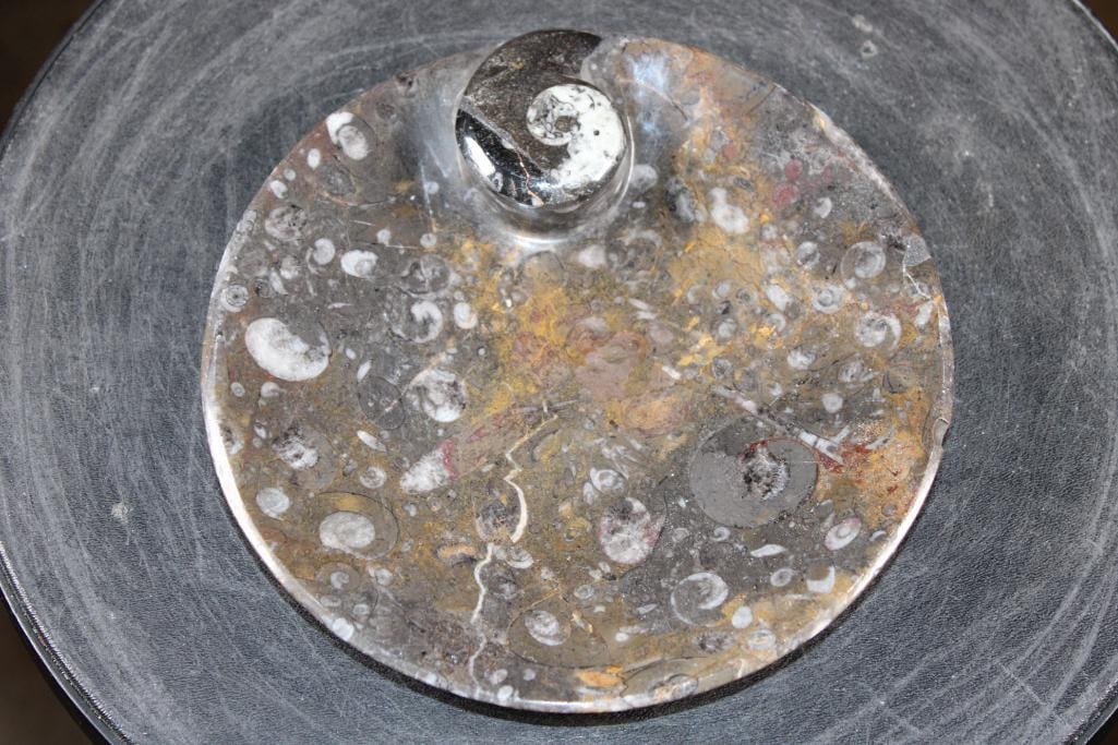 Polished AMMONITE and ORTHOCERAS Fossil Matrix Bowl or Dish: Decorative Polished AMMONITE and ORTHOCERAS Fossil Matrix Bowl or Dish. It features a large spiraled ammonite fossil as a main decorative element and measures 7" Long x 7" Wide x 1" Tall (depth). The