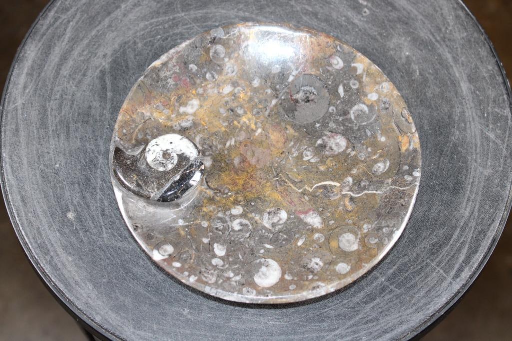 Polished AMMONITE and ORTHOCERAS Fossil Matrix Bowl or Dish - 2