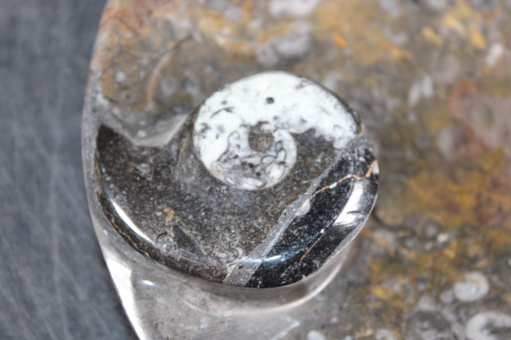 Polished AMMONITE and ORTHOCERAS Fossil Matrix Bowl or Dish - 3