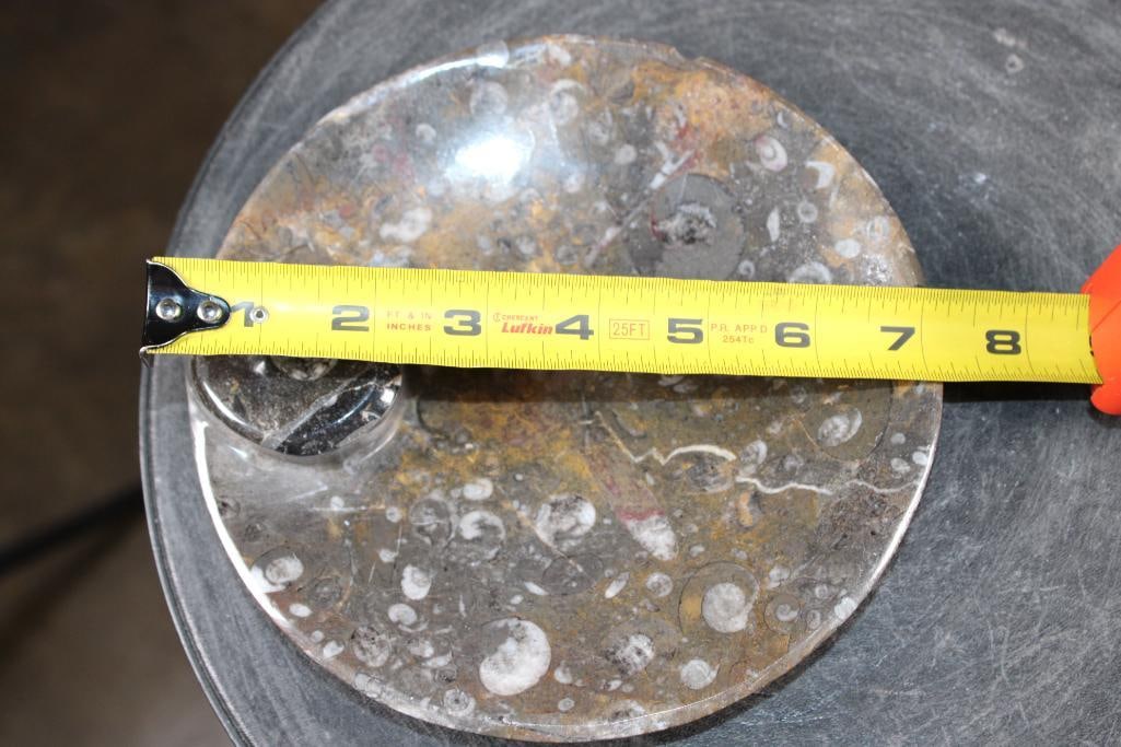 Polished AMMONITE and ORTHOCERAS Fossil Matrix Bowl or Dish - 4