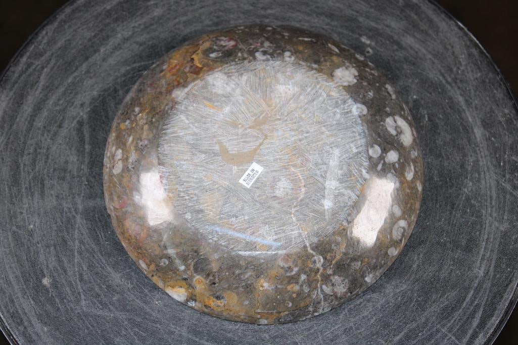 Polished AMMONITE and ORTHOCERAS Fossil Matrix Bowl or Dish - 5