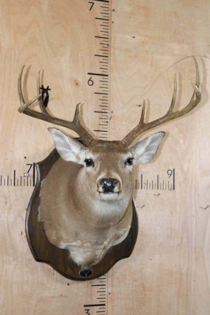 8-Point WHITETAIL DEER Shoulder Mount on a Wood Plaque: 8-Point WHITETAIL DEER Shoulder Mount on a Wood Plaque. It has a 22.5" Spread and is in Good Condition. TAXIDERMY 
