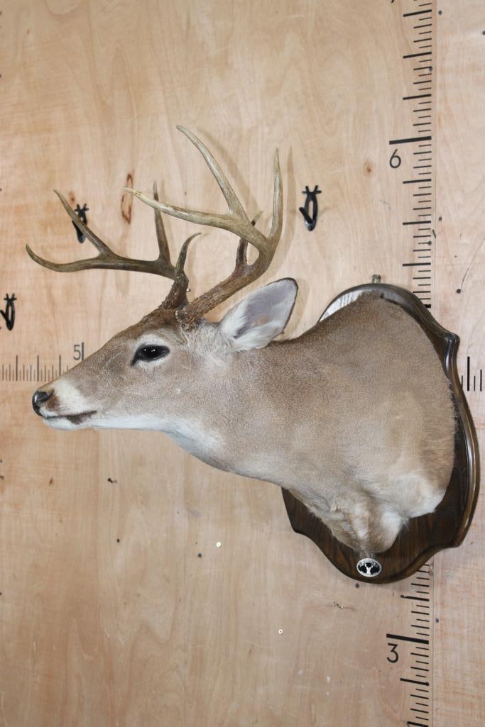 8-Point WHITETAIL DEER Shoulder Mount on a Wood Plaque - 3