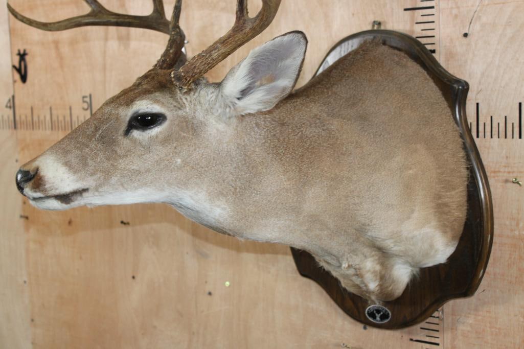 8-Point WHITETAIL DEER Shoulder Mount on a Wood Plaque - 6