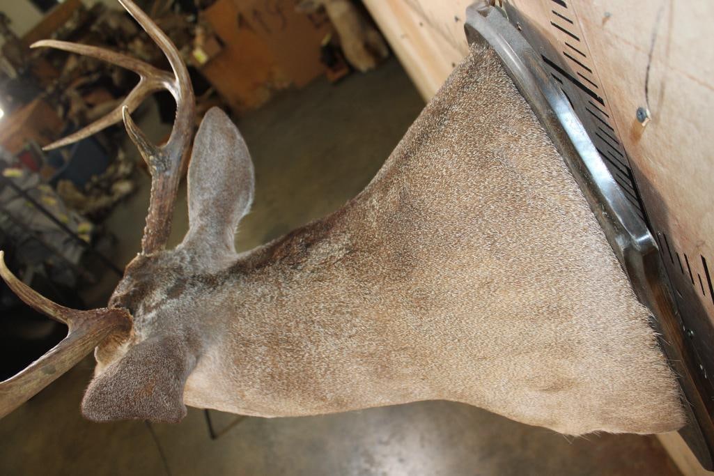 8-Point WHITETAIL DEER Shoulder Mount on a Wood Plaque - 7