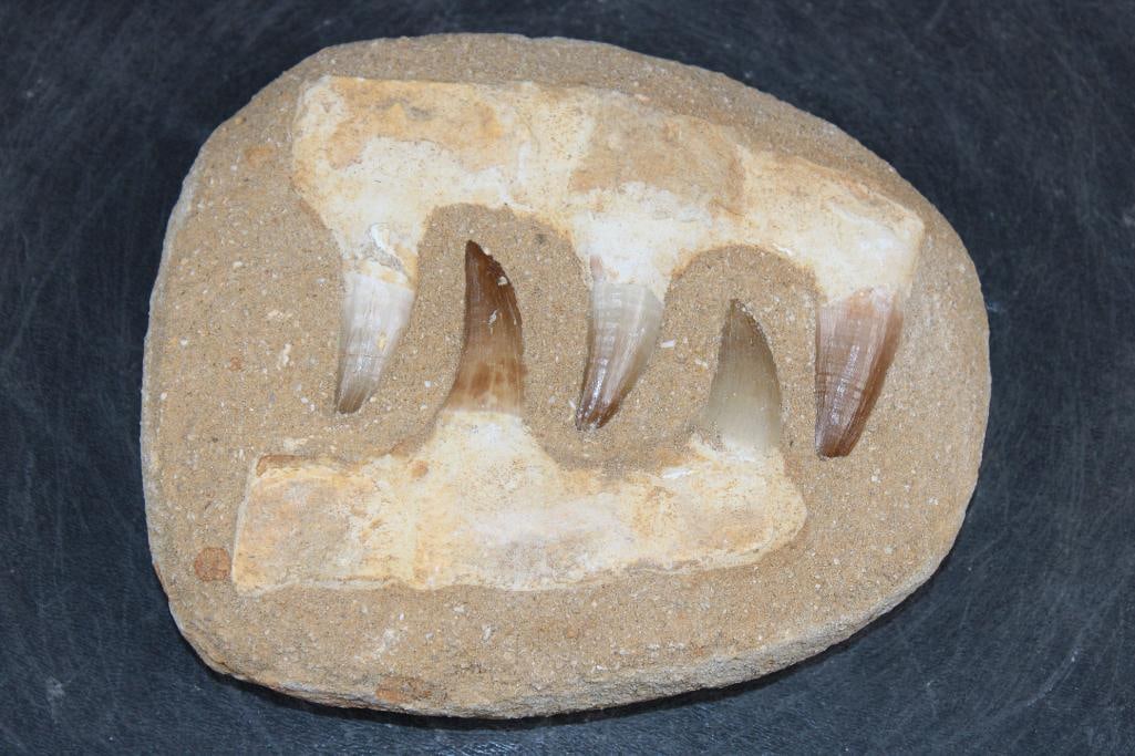 5 Fossilized MOSASAUR Teeth in a Matrix Display: 5 Fossilized MOSASAUR Teeth in a Matrix Display. It measures 6 3/8" Long x 5 3/8" Wide x 1.5" Thick and the Total Weight is 1 lb 12 oz. Mosasaurs lived during the Late Cretaceous Period, from abo