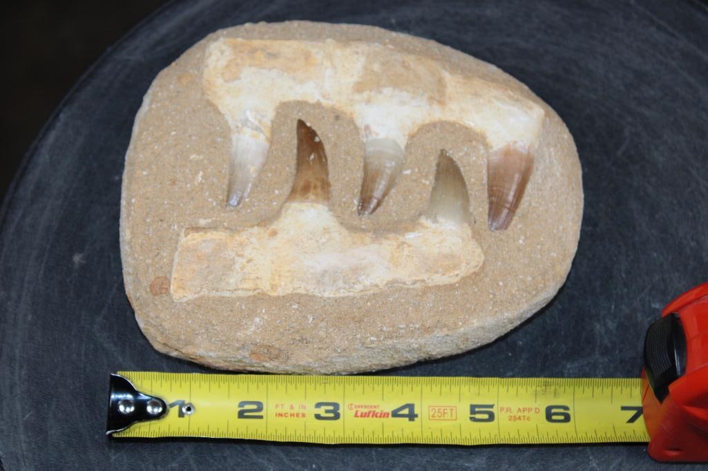 5 Fossilized MOSASAUR Teeth in a Matrix Display - 2