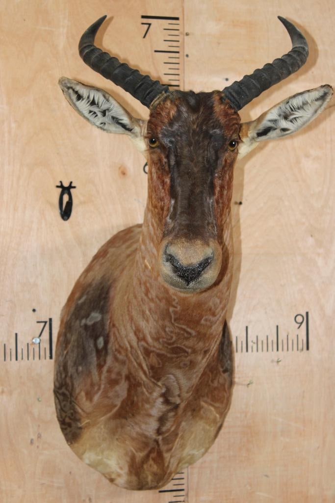 TSESSEBE Shoulder Mount: Nice and Clean TSESSEBE Shoulder Mount. The Left Horn measures 15.25" and the Right Horn measures 15.25" Long. It is in Good Condition. TAXIDERMY 