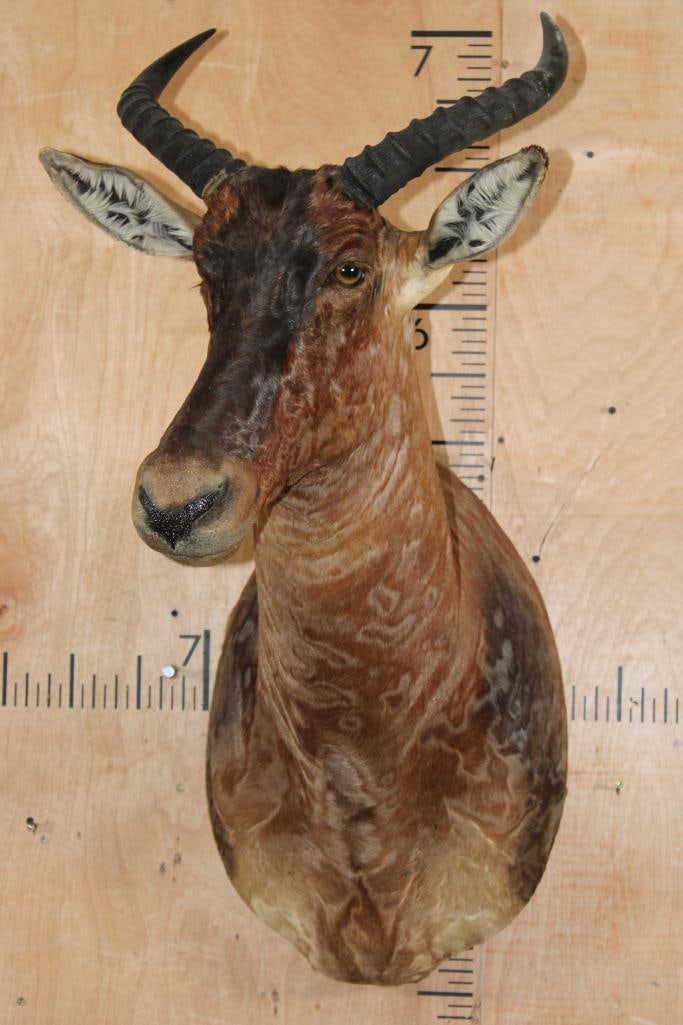 TSESSEBE Shoulder Mount - 2