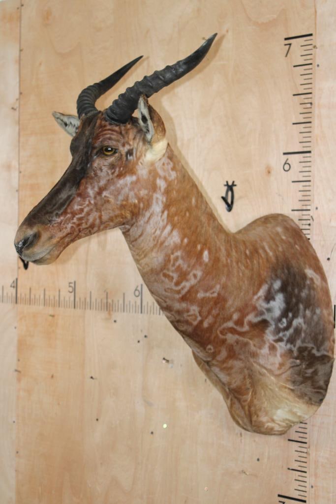 TSESSEBE Shoulder Mount - 3