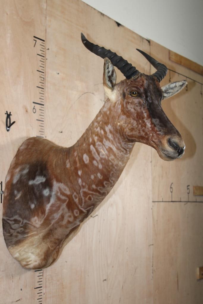 TSESSEBE Shoulder Mount - 4