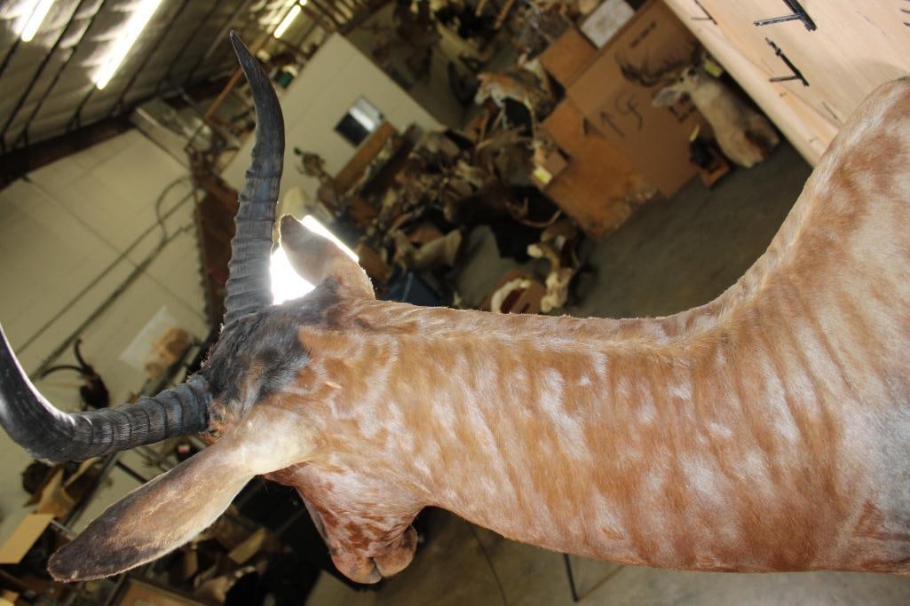 TSESSEBE Shoulder Mount - 5