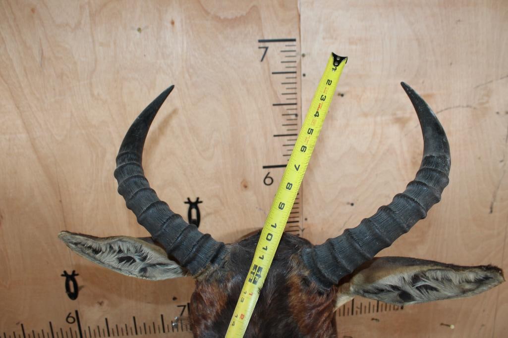 TSESSEBE Shoulder Mount - 6