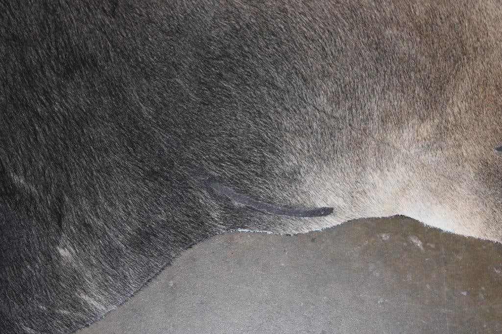 *Brand New* Tri-color COWHIDE or COWHIDE RUG - 4