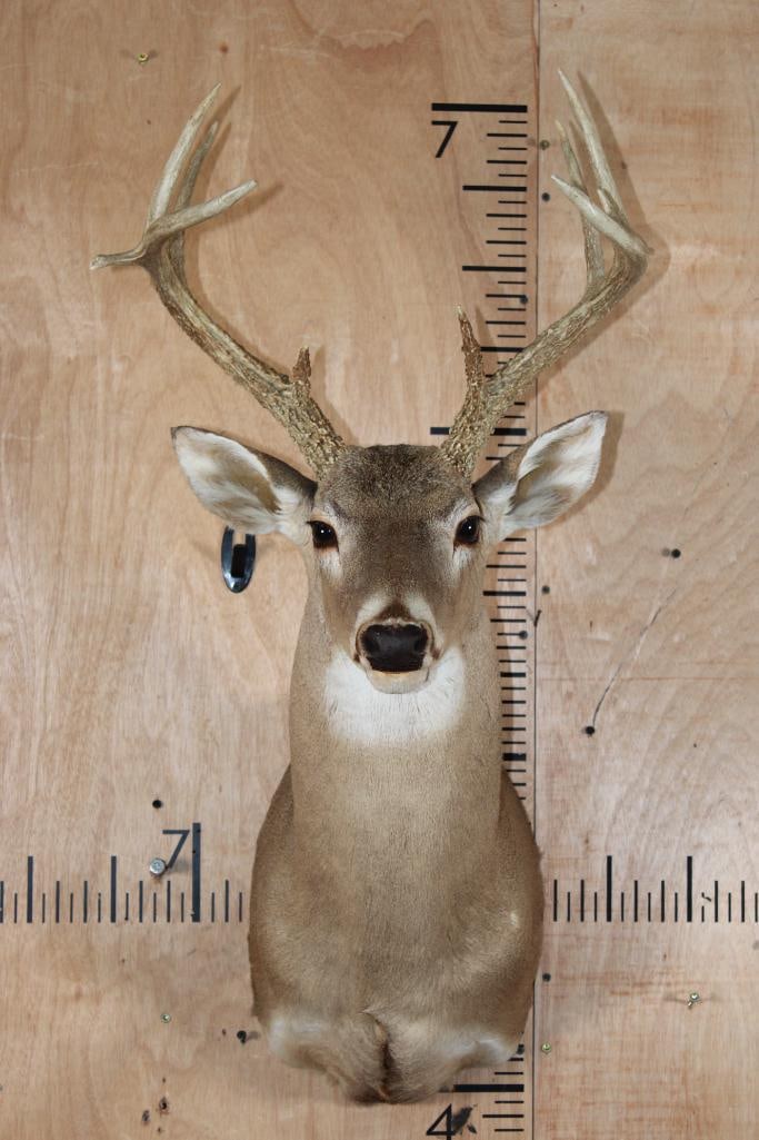 10-Point WHITETAIL DEER Shoulder Mount (1 of 6)