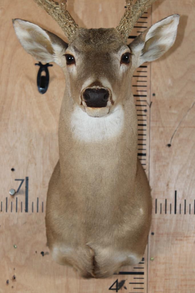 10-Point WHITETAIL DEER Shoulder Mount - 4