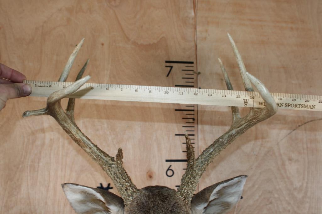 10-Point WHITETAIL DEER Shoulder Mount - 5