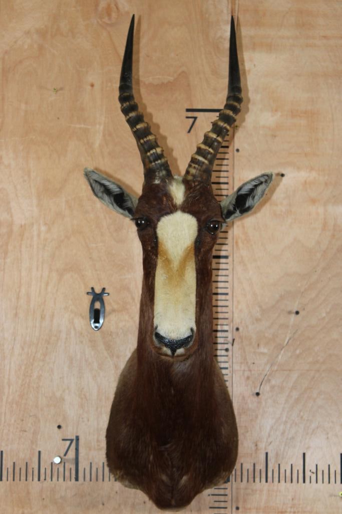 Big BLESBOK Shoulder Mount: Nice and Clean BLESBOK Shoulder Mount. The Left Horn measures 16 1/8" Long and the Right Horn measures 15 7/8" Long and is in Good Condition. TAXIDERMY 