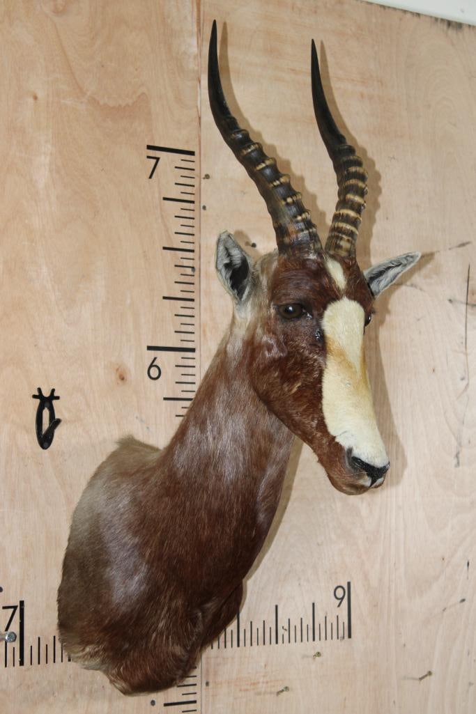 Big BLESBOK Shoulder Mount - 2