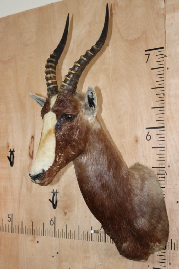 Big BLESBOK Shoulder Mount - 3