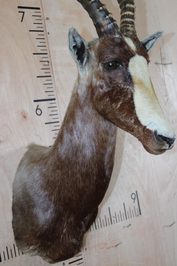 Big BLESBOK Shoulder Mount - 5