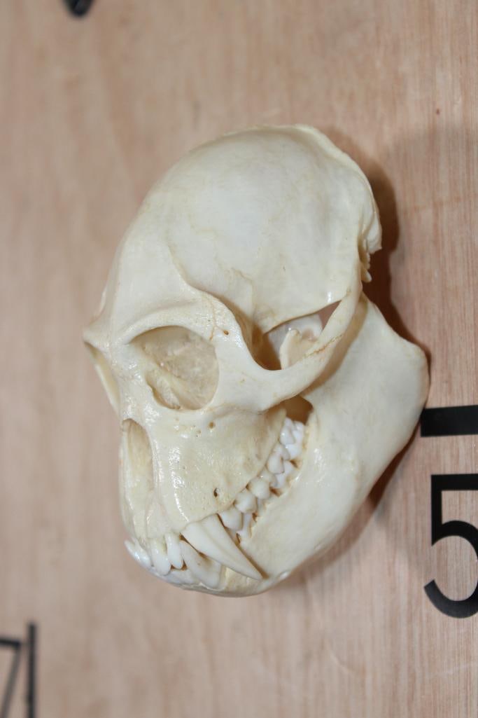 BIG HORN Sheep Ram Skull on a Wooden Plaque - 10