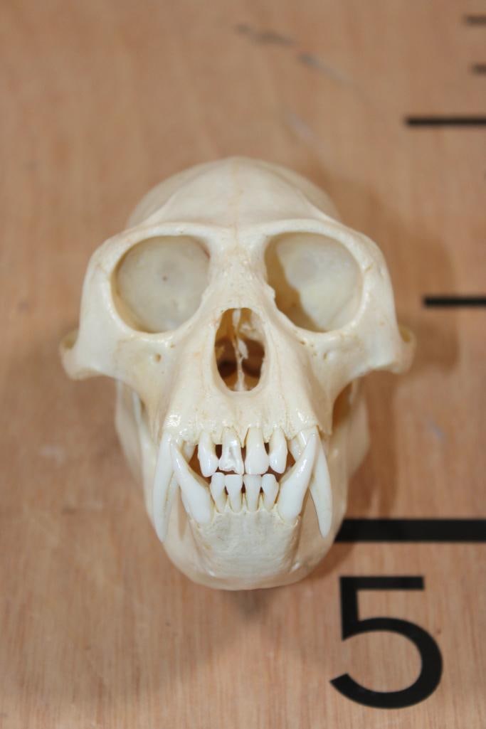 BIG HORN Sheep Ram Skull on a Wooden Plaque - 11