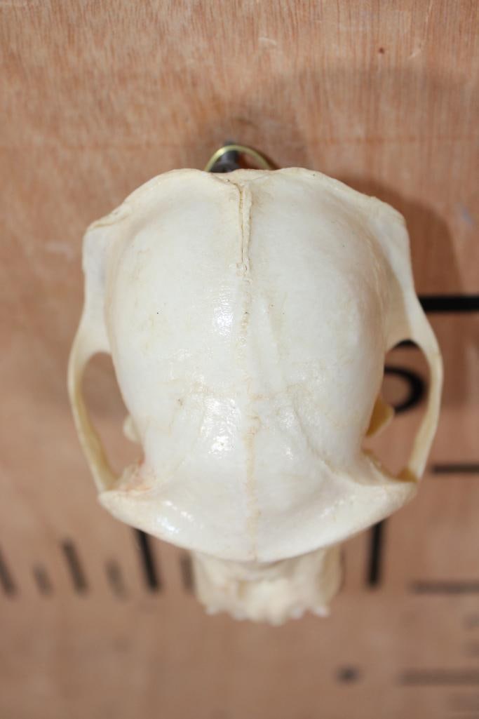 BIG HORN Sheep Ram Skull on a Wooden Plaque - 12