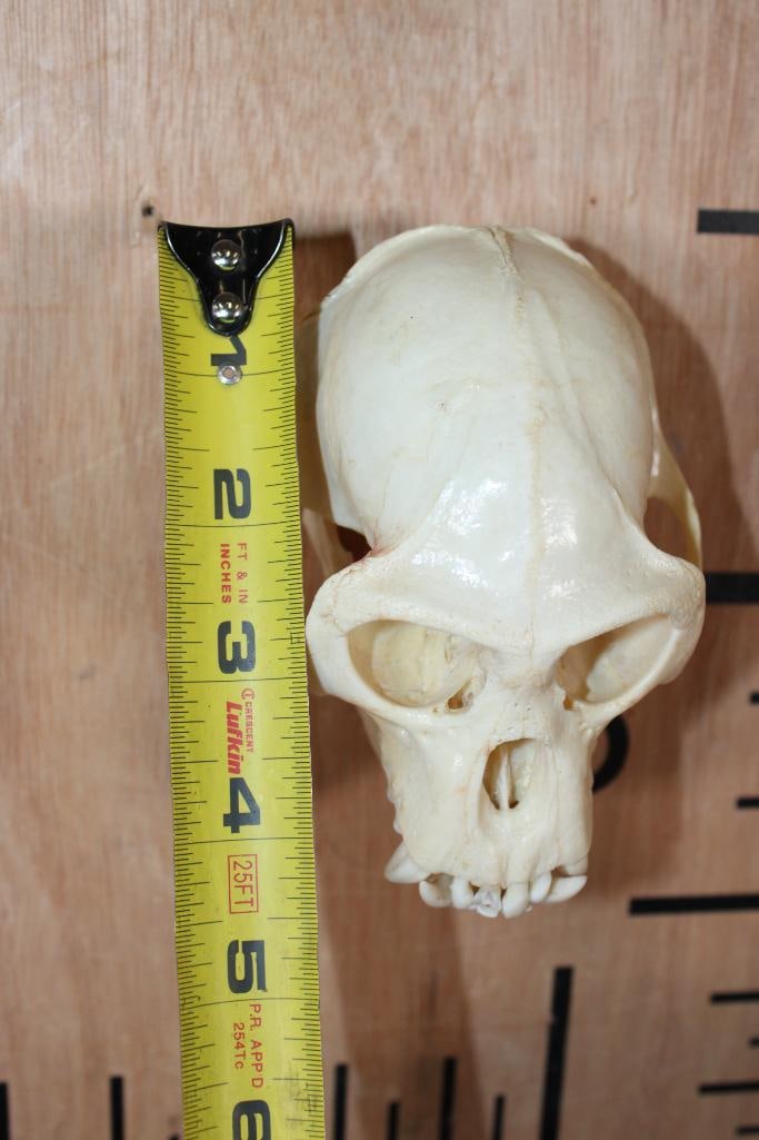 BIG HORN Sheep Ram Skull on a Wooden Plaque - 13