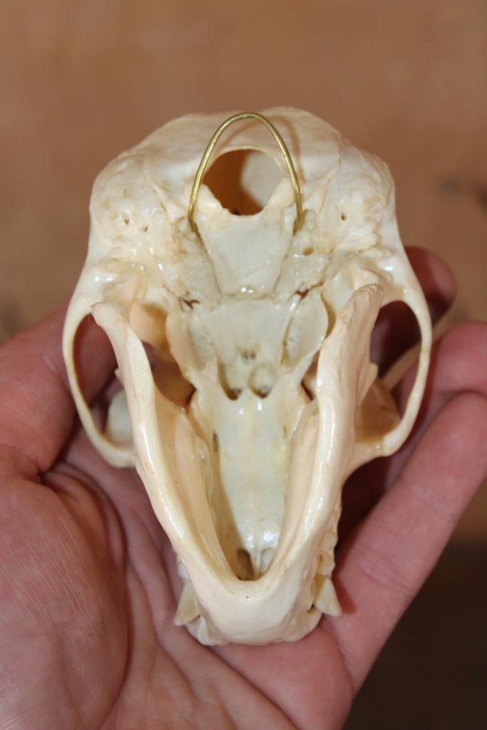 BIG HORN Sheep Ram Skull on a Wooden Plaque - 14