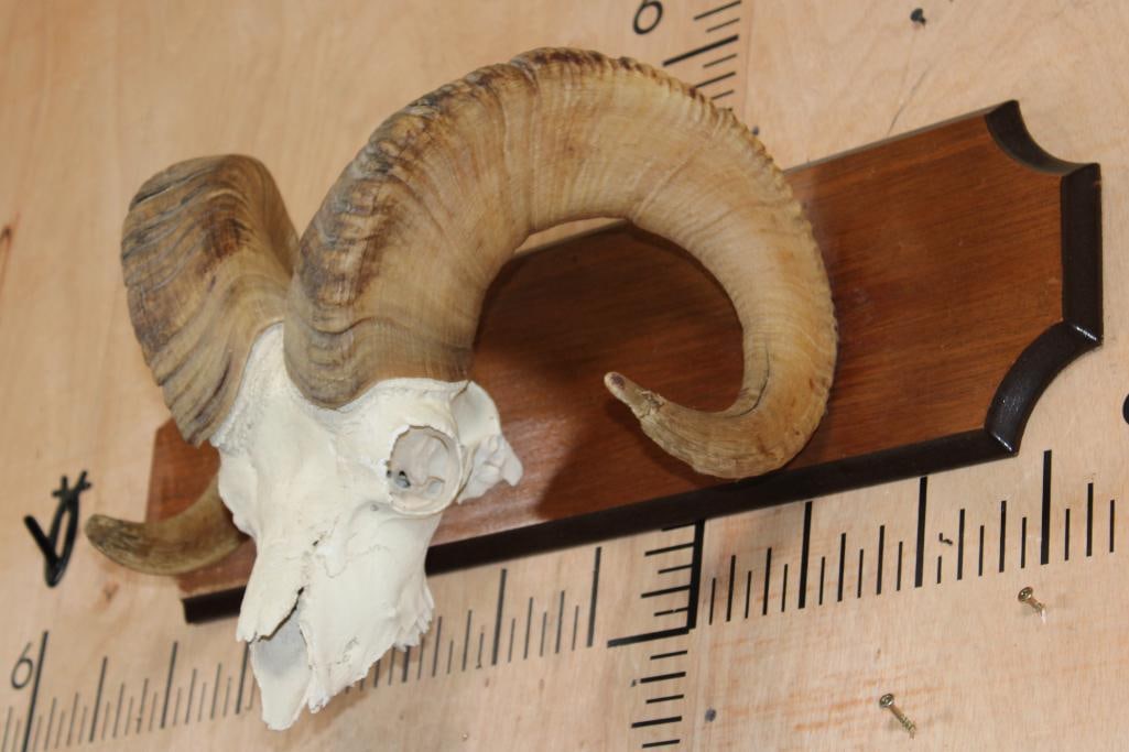 BIG HORN Sheep Ram Skull on a Wooden Plaque - 2