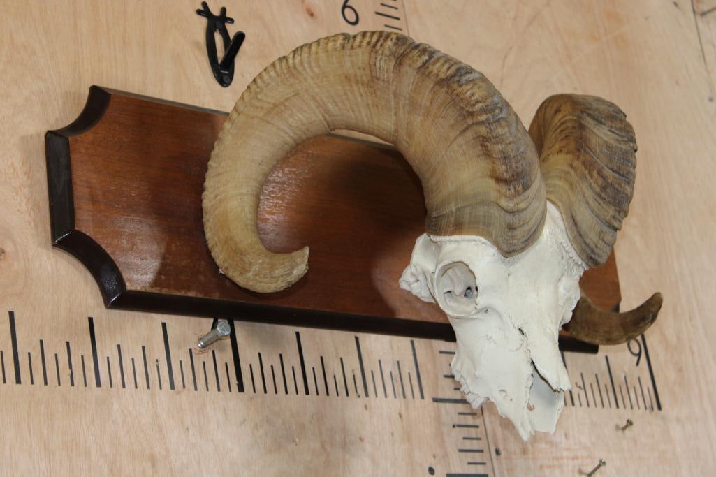 BIG HORN Sheep Ram Skull on a Wooden Plaque - 3