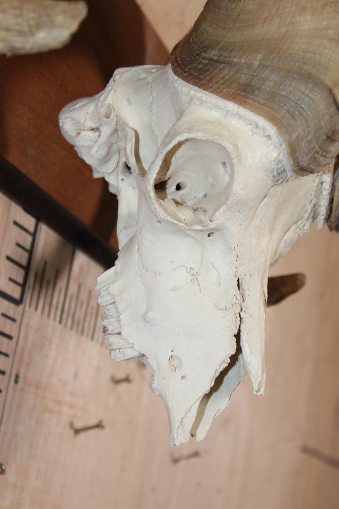 BIG HORN Sheep Ram Skull on a Wooden Plaque - 4