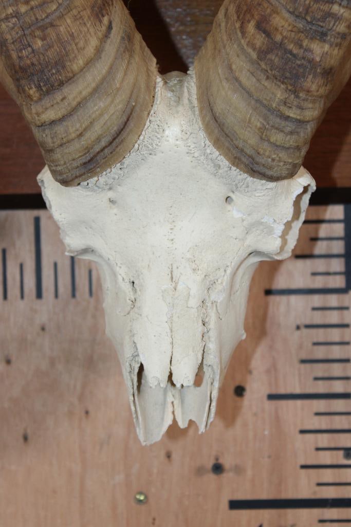 BIG HORN Sheep Ram Skull on a Wooden Plaque - 5