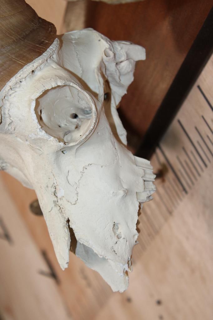 BIG HORN Sheep Ram Skull on a Wooden Plaque - 6