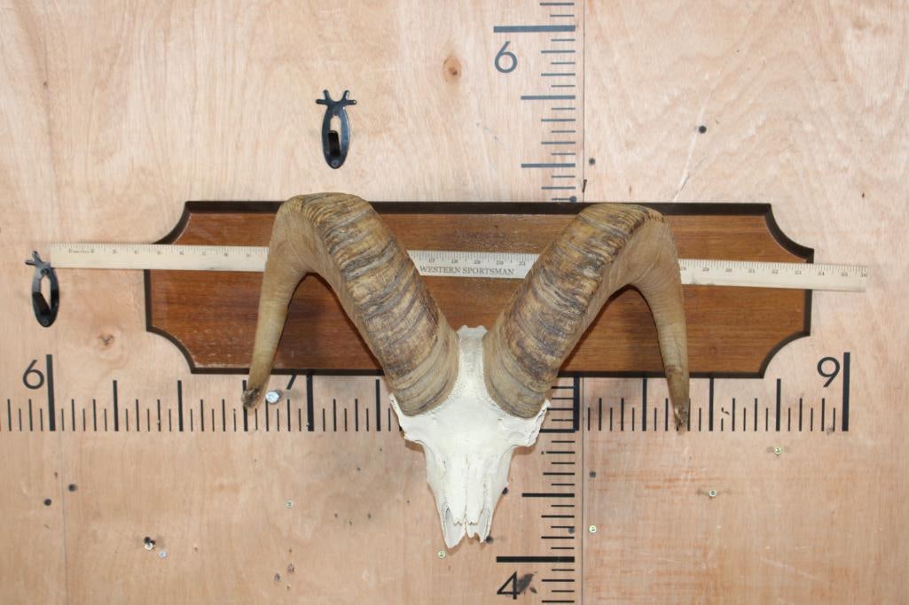 BIG HORN Sheep Ram Skull on a Wooden Plaque - 7