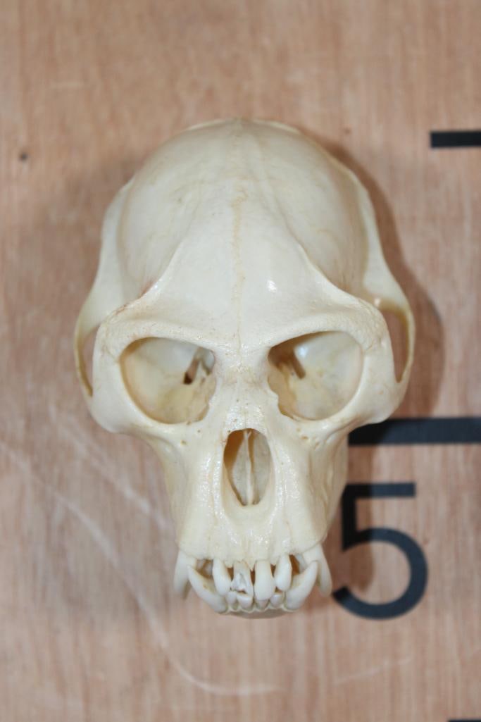 BIG HORN Sheep Ram Skull on a Wooden Plaque - 8